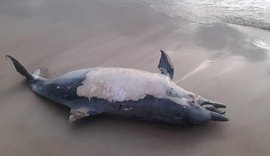 Em dois dias, quatro golfinhos apareceram mortos nas praias de Alagoas