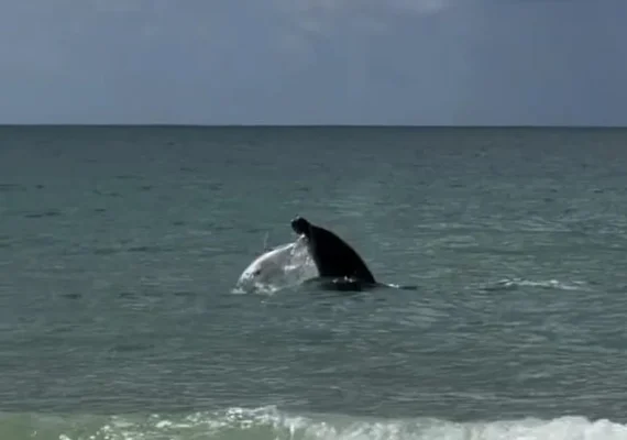 Golfinho encanta banhistas com saltos na Praia do Francês