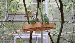 Papagaios Chauás serão transferidos para viveiro de aclimatação em reserva ambiental na região do Rio Niquim