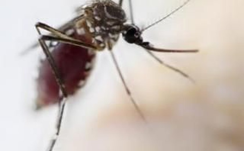 Mosquitos que podem transmitir Febre Amarela foram capturados em Alagoas
