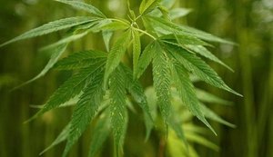 Parlamento da Holanda aprova legalização do cultivo da maconha