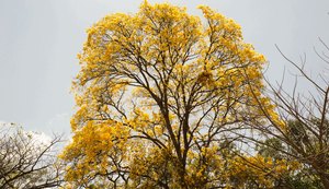 Bairro Verde: nova avenida ganha 100 ipês nesta sexta