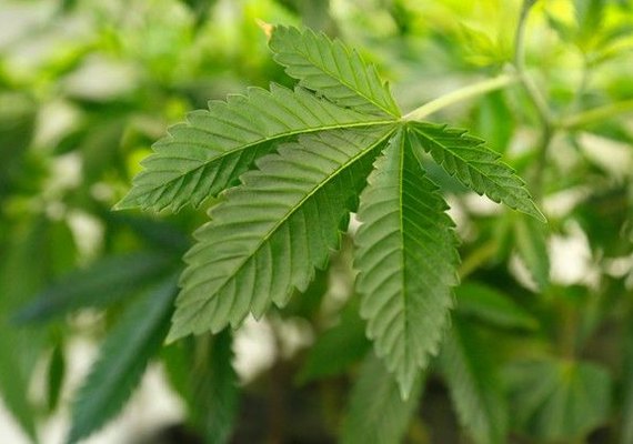 Eleitores dos Estados Unidos podem legalizar maconha para 25% da população