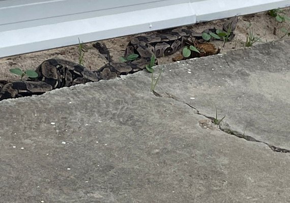 Cobra de grande porte é resgatada pela Polícia Militar em Maceió