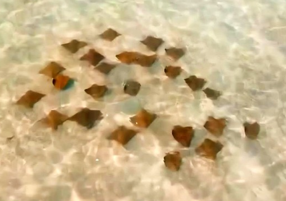 Drone registra cardume de arraias em Maragogi e encanta internautas com ‘balé marinho’