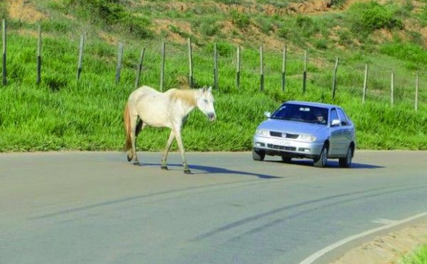 Animais soltos continuam provocando acidentes nas estradas