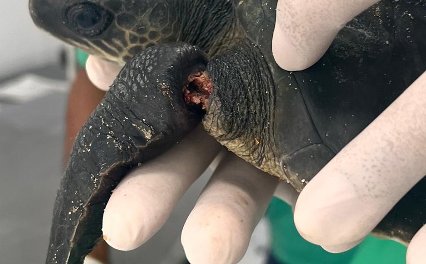 Filhote de tartaruga marinha é resgatado com nadadeiras mutiladas por rede de pesca em Maceió
