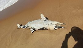 Golfinho é encontrado morto na praia de Cruz das Almas