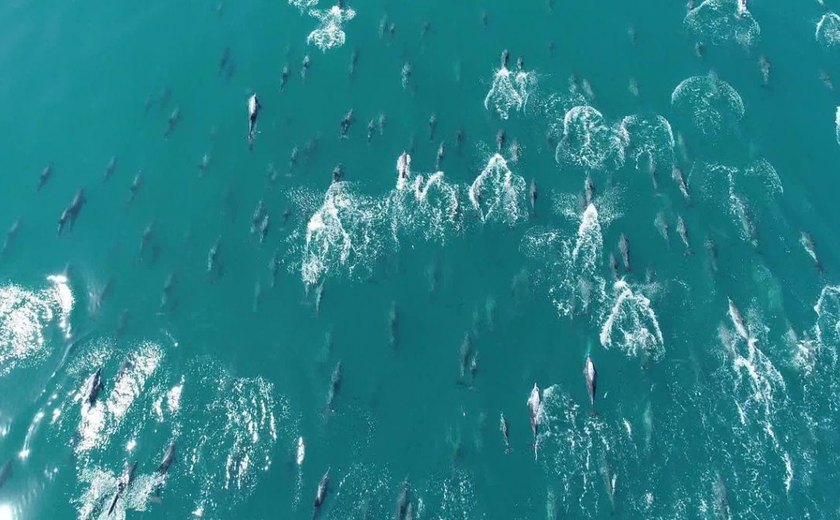Grupo de mais de 500 golfinhos é visto no mar da praia de Copacabana