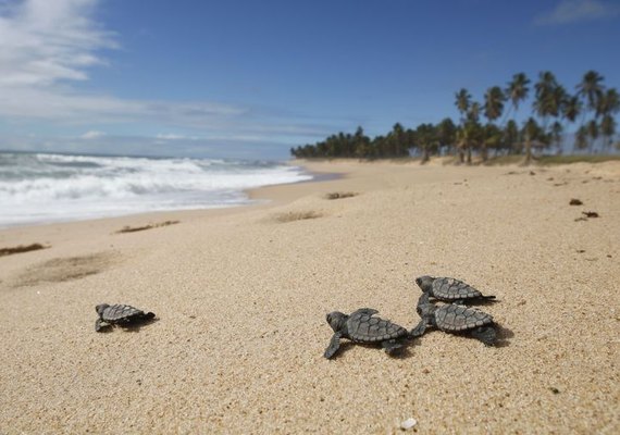 Tamar comemora 40 anos com 40 milhões de tartarugas soltas