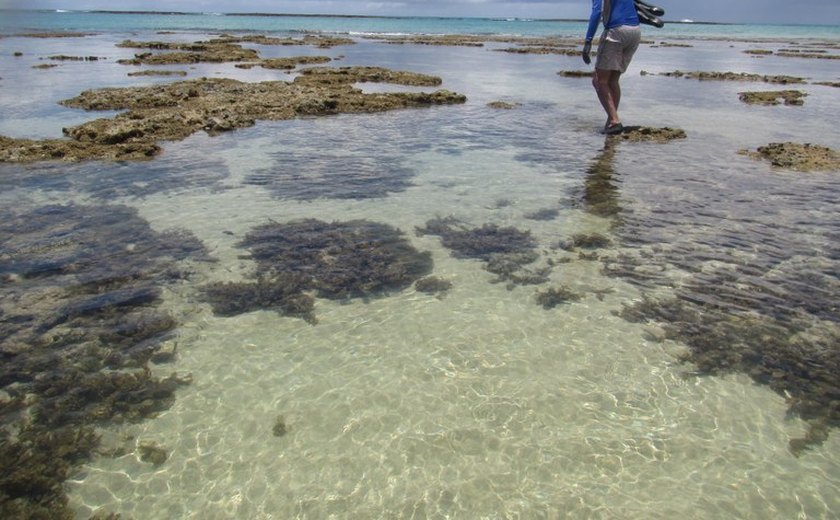 Egresso da Ufal publica artigo sobre 10 espécies novas de esponjas marinhas