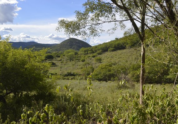 Caatinga perde 11% de vegetação nativa em 35 anos
