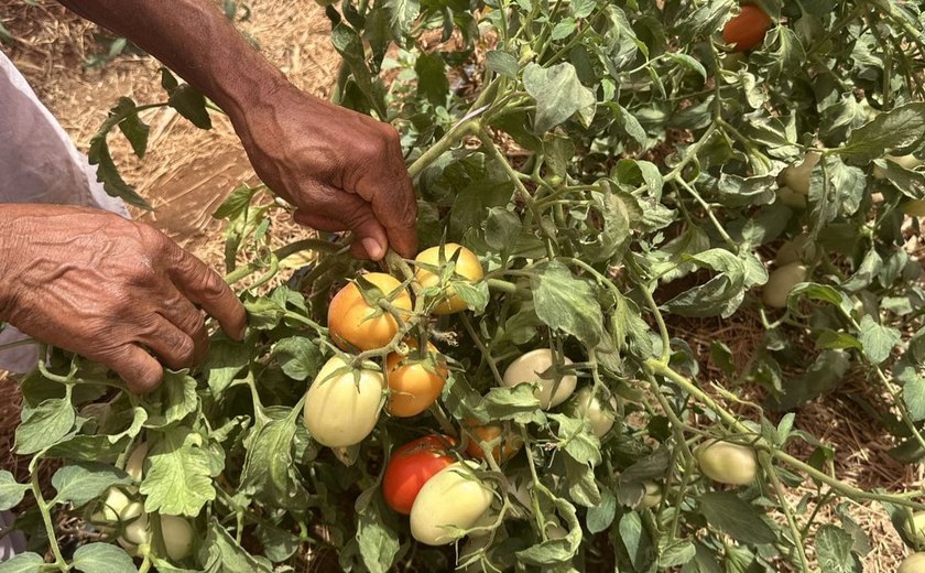 Arapiraca investe na produção de nova variedade de tomate