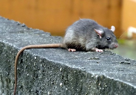 Policiais argentinos acusam ratos de comer meia tonelada de maconha