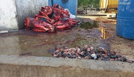 Matadouro é interditado e multado em mais de R$ 80 mil em Campo Alegre