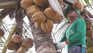 Para a Coopaiba a importância do coco vai muito além do fruto