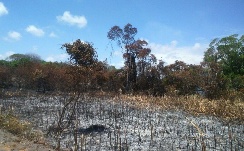 IMA investiga causa de incêndio que atingiu mata na APA de Santa Rita em Marechal