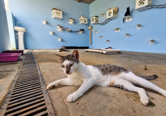 Programa de Apoio aos Animais promove Feira de Adoção