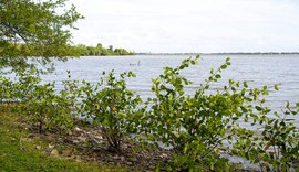 Projeto Aflora Mangue conclui plantio na área do Flexal às margens da Lagoa Mundaú