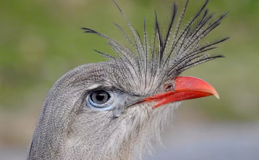 Duas aves brasileiras estão entre as mais barulhentas do mundo, mostra estudo