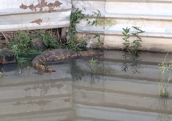 Jacaré é visto próximo de estação ferroviária no Bebedouro