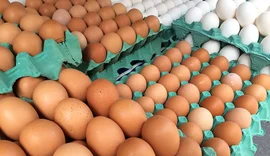 Ovos de granja com caso de gripe aviária estão rastreados, diz Mapa