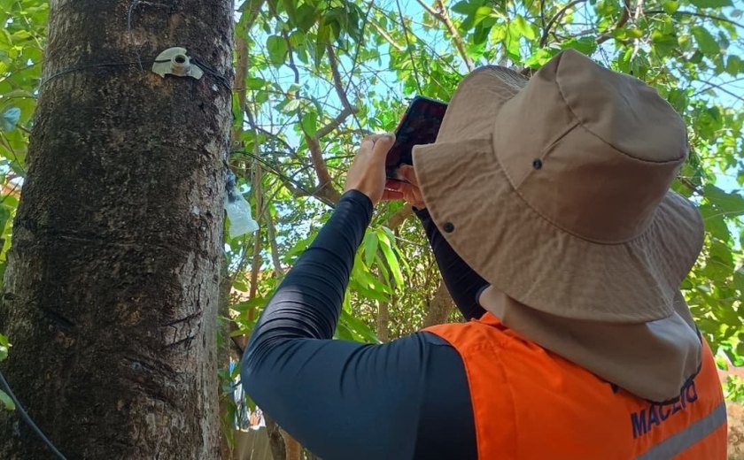 Saiba como identificar árvores com risco durante o período chuvoso