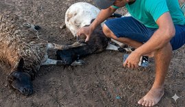 Craíbas registra pela terceira vez mortes de animais