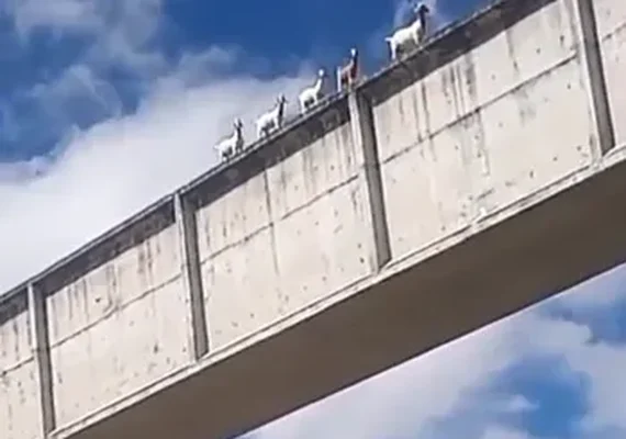 Bodes são flagrados atravessando ponte no Canal do Sertão e vídeo viraliza em Alagoas
