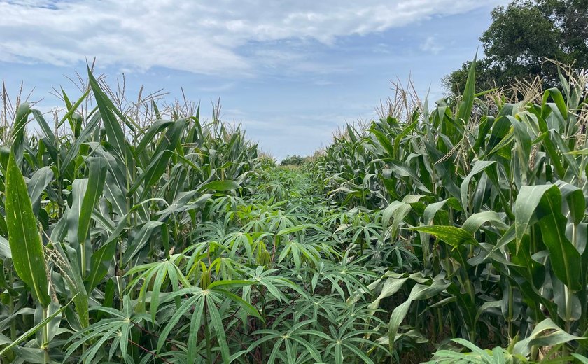 Roça Sustentável é tema de oficina no Maracanã