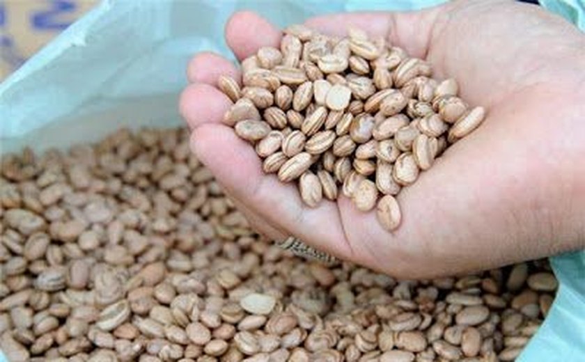 Governador entrega 123 toneladas de sementes em Delmiro Gouveia nesta segunda