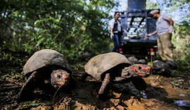 FPI do São Francisco devolve aves e jabutis resgatados para a caatinga no Sertão de AL