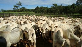 Polícia Civil elucida crimes de furto e receptação de gado em Atalaia