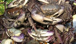 IMA alerta sobre o último intervalo do período de defeso do caranguejo-uçá