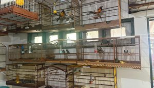 Cetas recebe aves em situação de maus-tratos após apreensão no aeroporto