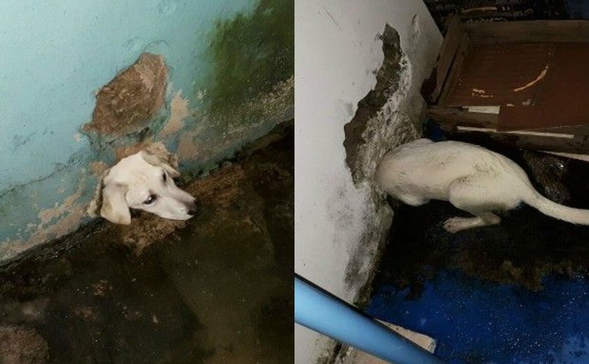 Cachorro fica com a cabeça presa em buraco na parede e é resgatado