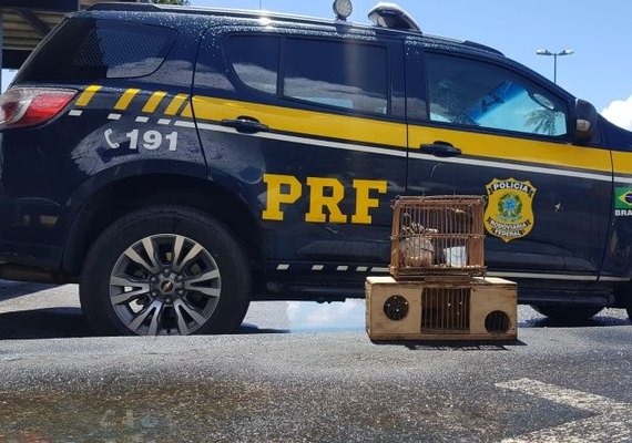 PRF/AL detém duas pessoas por crimes ambientais em Alagoas