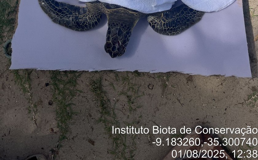 Vídeo: tartaruga-verde encalha na Praia do Patacho com parte do crânio esmagado