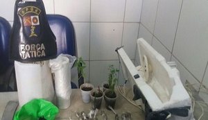 PM encontra plantação de maconha em estufa improvisada na capital