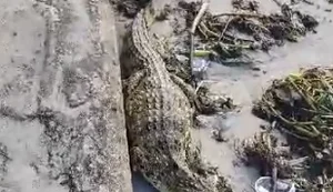 Jacaré é capturado na faixa de areia da Praia de Ponta Verde