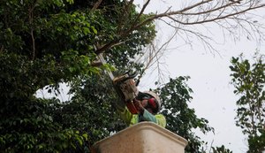 Secretaria Municipal leva poda, jardinagem e arborização à parte alta de Maceió