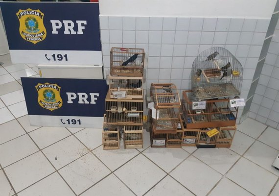 PRF prende homem transportando pássaros silvestres irregularmente