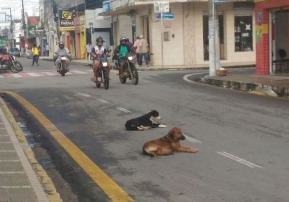Projeto prevê a castração de 1200 cães e gatos em Arapiraca