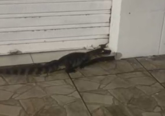 Jacarés circulam em área urbana e assustam moradores de Jequiá da Praia