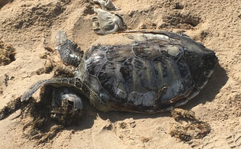 Em praias de Alagoas, 13 animais marinhos são achados mortos durante o Carnaval