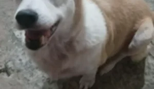 Cadela morre após água da chuva invadir casa no Vale do Reginaldo, em Maceió