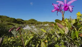 Inpe confirma redução de desmatamento na maioria dos biomas em 2024