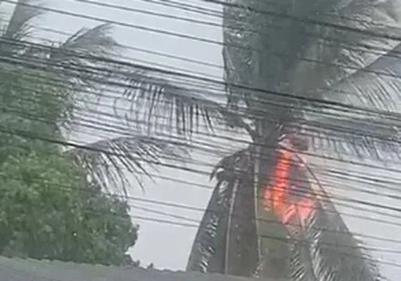 Incêndio em coqueiro chama atenção durante forte chuva em Arapiraca