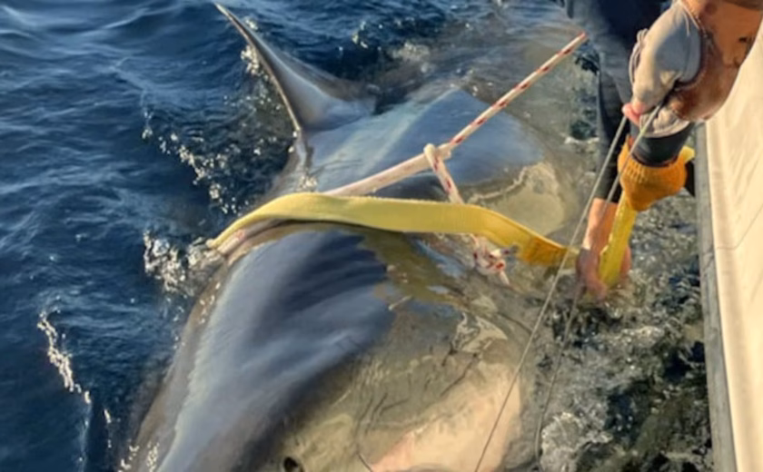 Tubarões-brancos estão à beira da extinção no Mar Mediterrâneo, diz fundação