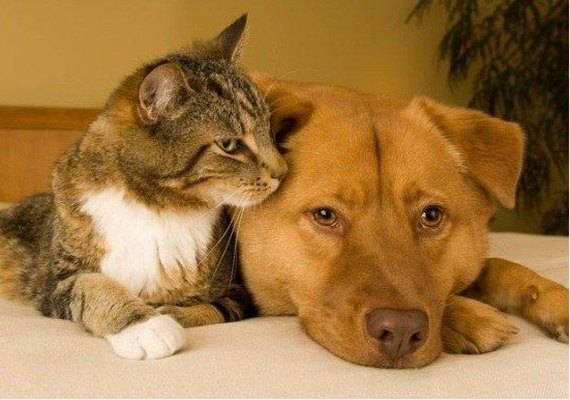 Projeto de lei libera entrada de animais em unidades de saúde de Maceió